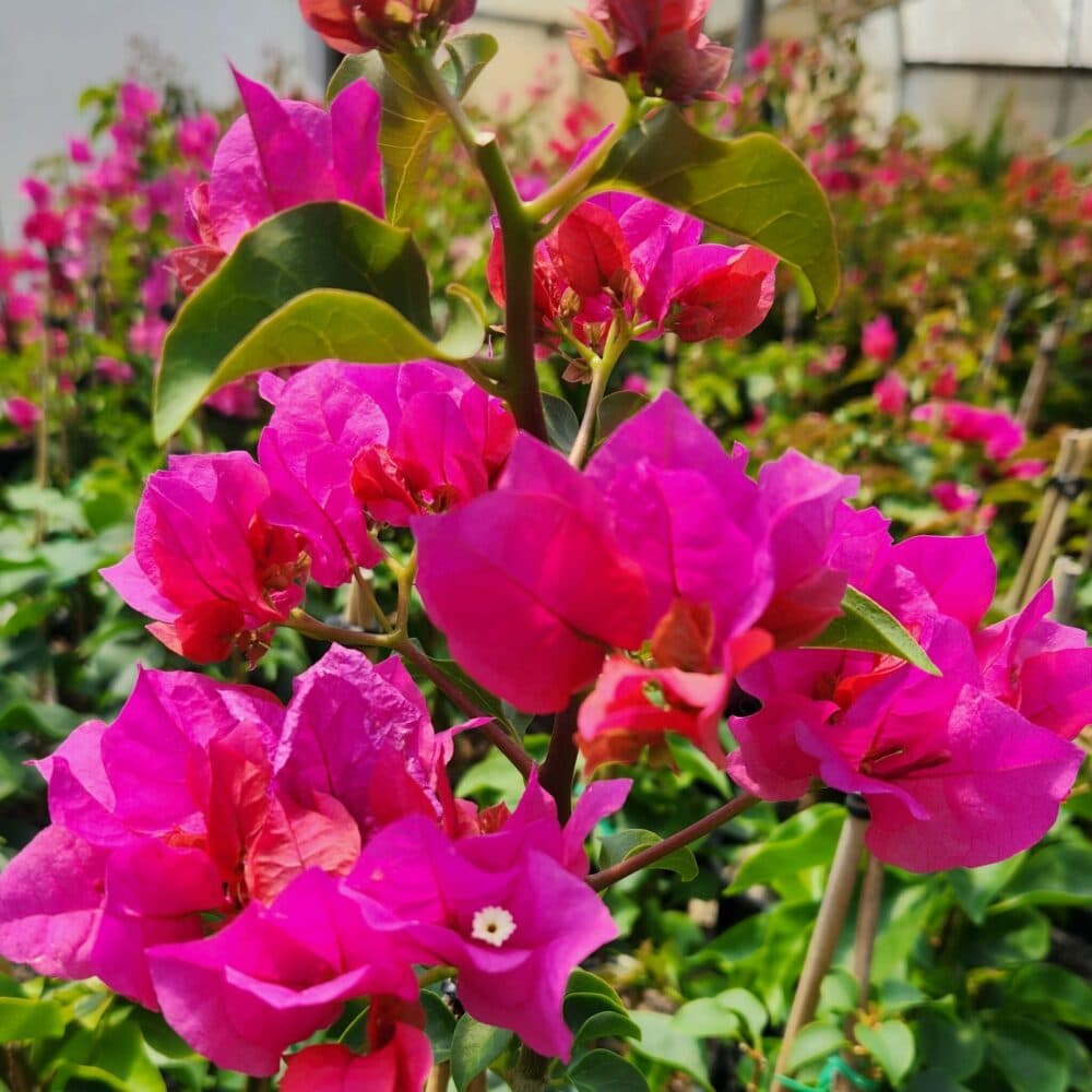 Bougainvillea