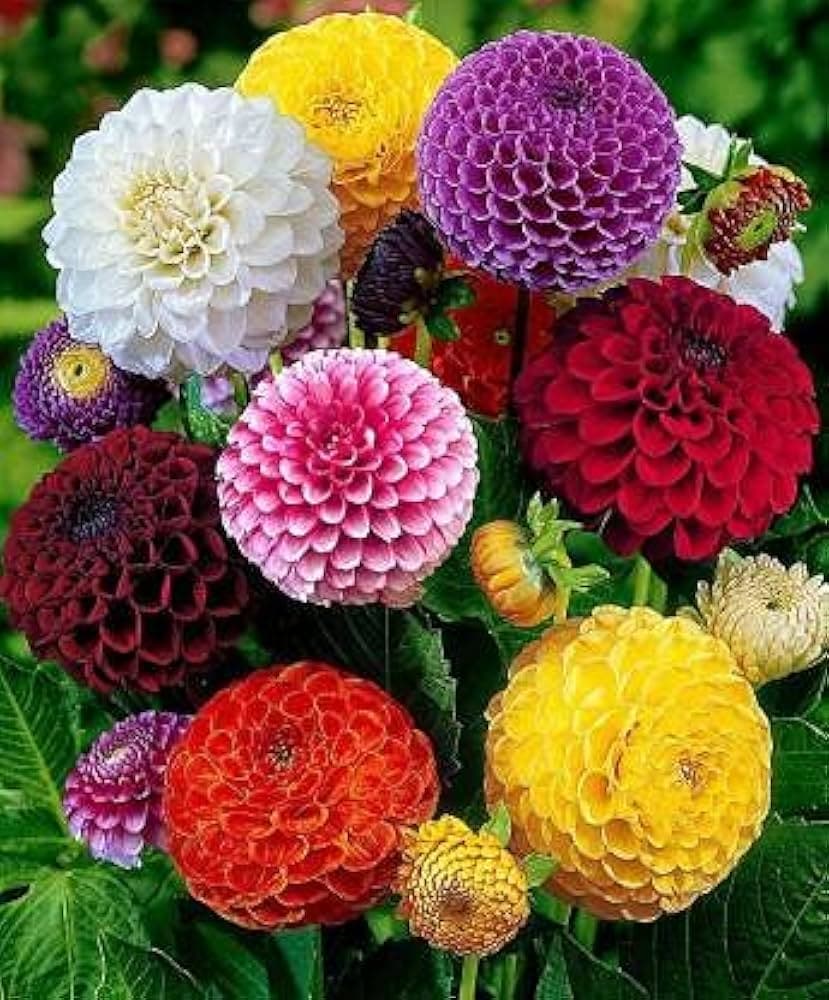 Dahlia
