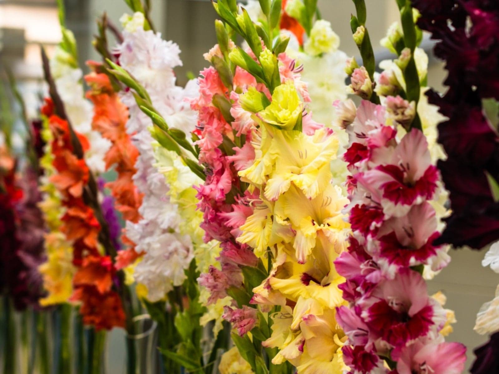 Gladiolus
