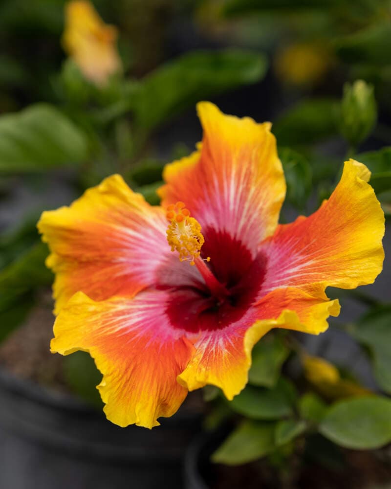 Hibiscus